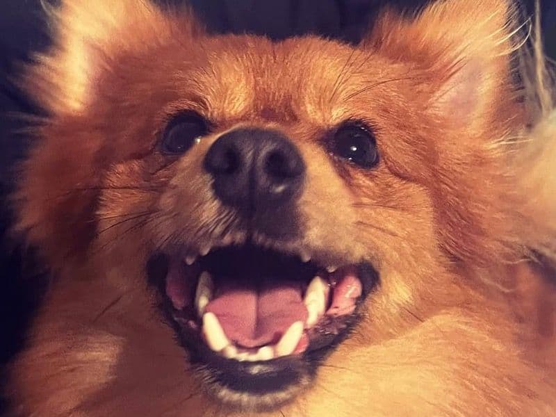 Pomeranian 3 years old male small named Teddy for breeding in Flintshire, Wales | Petmeetly