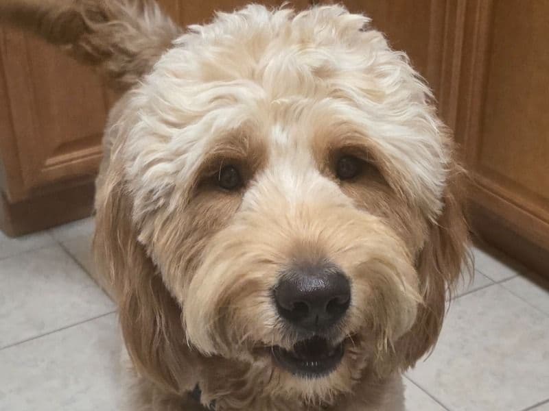Goldendoodle 2 years 9 months old male medium named Teddy for breeding in San Bernardino County, California | Petmeetly