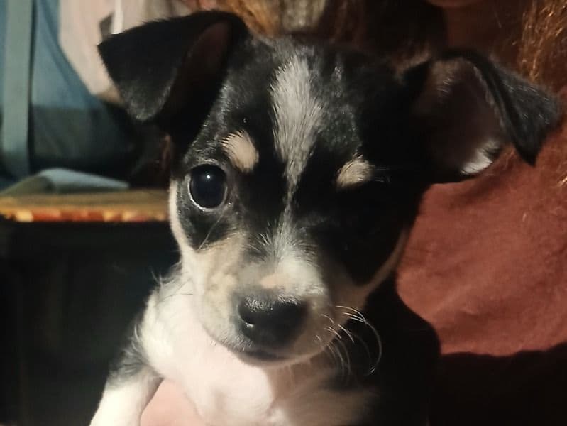 Chihuahua 2 months old female small named Lacy for sale in Riverside County, California | Petmeetly