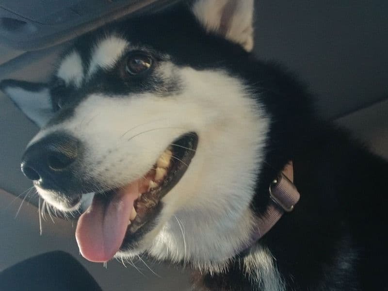 Siberian Husky 2 years 1 month old female large named Manda for sale in Pierce County, Washington | Petmeetly