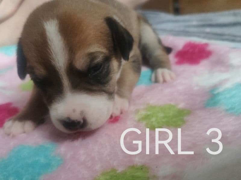 American Staffordshire Terrier 4 months old female medium named Puppies for sale in Nottinghamshire, England | Petmeetly