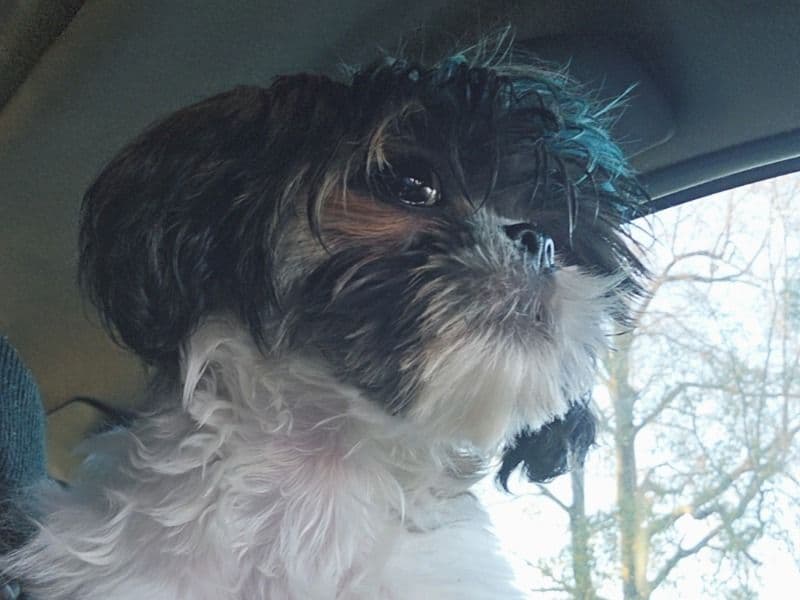 Shih Tzu 1 year old male small named Hezekai for breeding in Richmond County, Georgia | Petmeetly