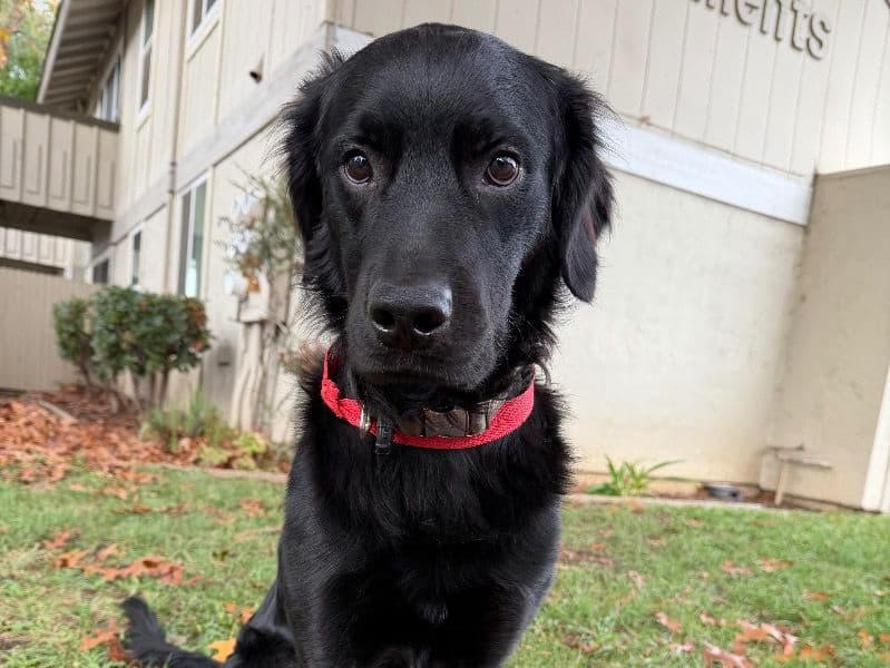Labrador Retriever 1 year 5 months old male large named Buddy for breeding in Sacramento County, California | Petmeetly