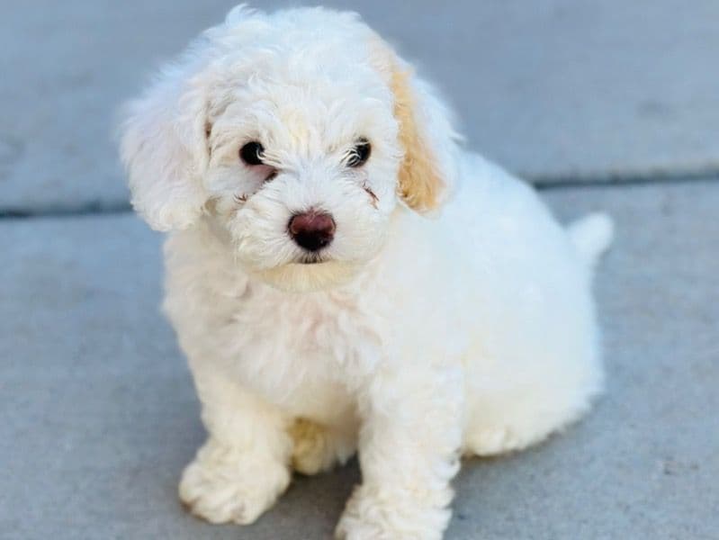 Miniature Poodle 4 months old male small named Tom for sale in Pinal County, Arizona | Petmeetly