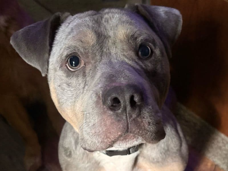 Koko - American Bully | Petmeetly