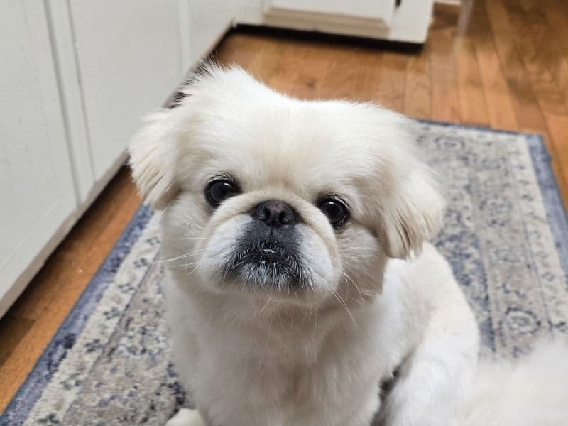 Pekingese 1 year 6 months old male small named Marley for breeding in Randolph County, West Virginia | Petmeetly