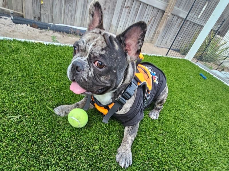 French Bulldog 9 months old male medium named Charlie Brown for sale in Hillsborough County, Florida | Petmeetly