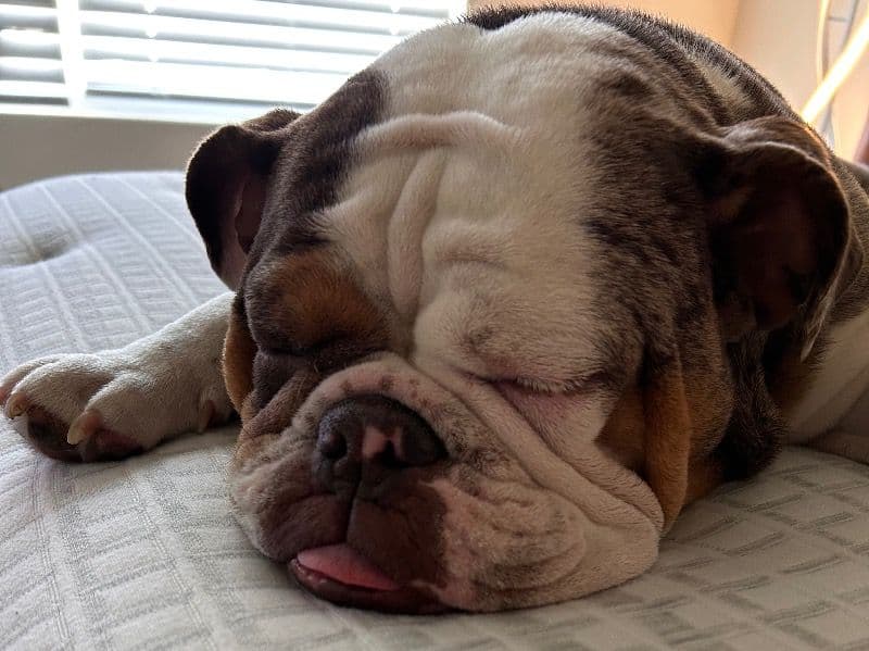 White English Bulldog 1 year 11 months old female medium named Matilda for breeding in Berkeley County, West Virginia | Petmeetly