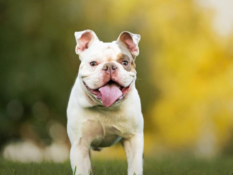 Old English Bulldog 2 years 2 months old male medium named Keokuk for breeding in Clark County, Nevada | Petmeetly