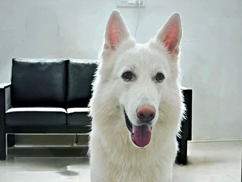 Simba primary photo