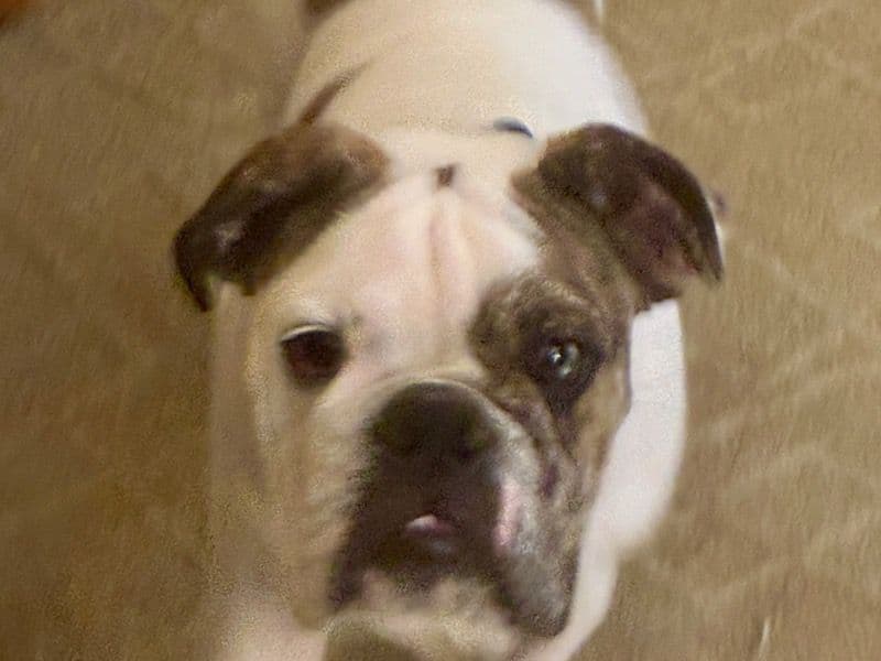 Old English Bulldog 7 months old male medium named Rip for breeding in Bexar County, Texas | Petmeetly