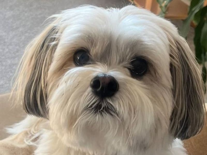 Canaan Dog 7 years old male medium named Bubble for breeding in Greater London, England | Petmeetly