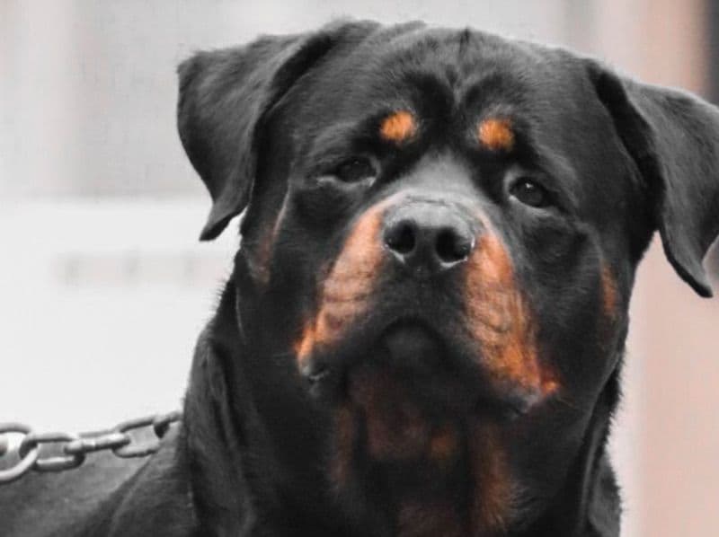Rottweiler 7 years 2 months old male large named Simba for breeding in Delhi | Petmeetly
