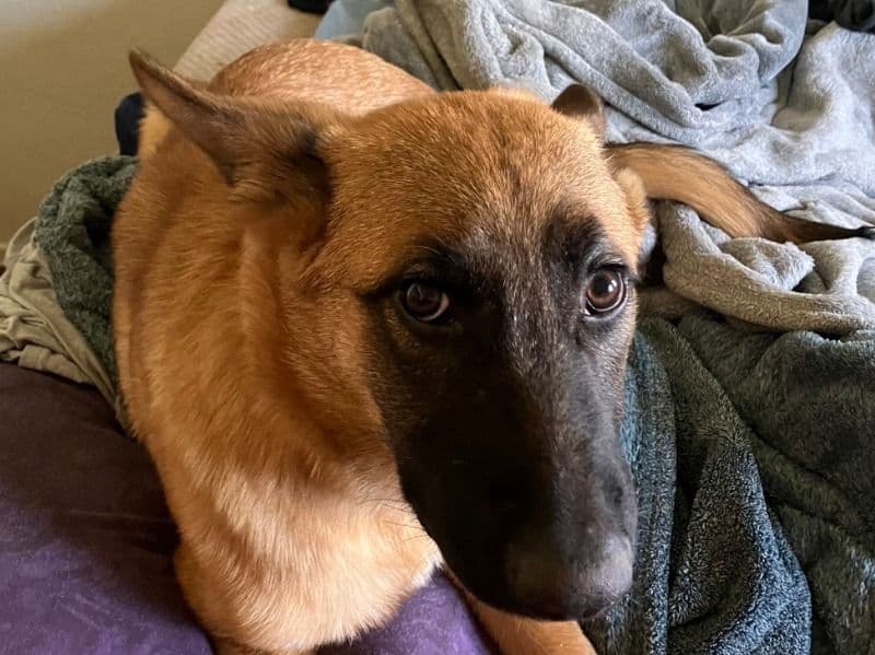 German Shepherd 1 year 2 months old male large named Smokey for adoption in Los Angeles County, California | Petmeetly