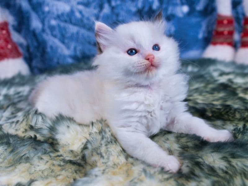 Ragdoll 2 months old male named Mr. Marvelous for sale in Georgia | Petmeetly