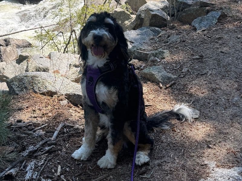 Bernedoodle 2 years 1 month old female medium named Vera for breeding in Adams County, Colorado | Petmeetly