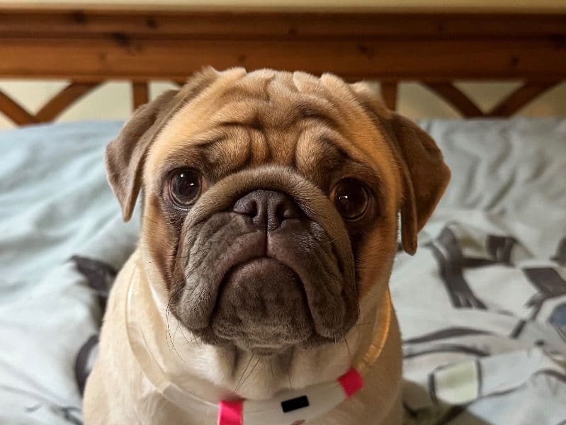 Pug 1 year 11 months old female medium named Luna for breeding in Dorset, England | Petmeetly