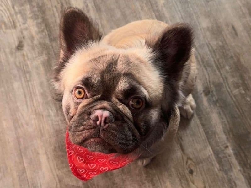 Bruno primary photo