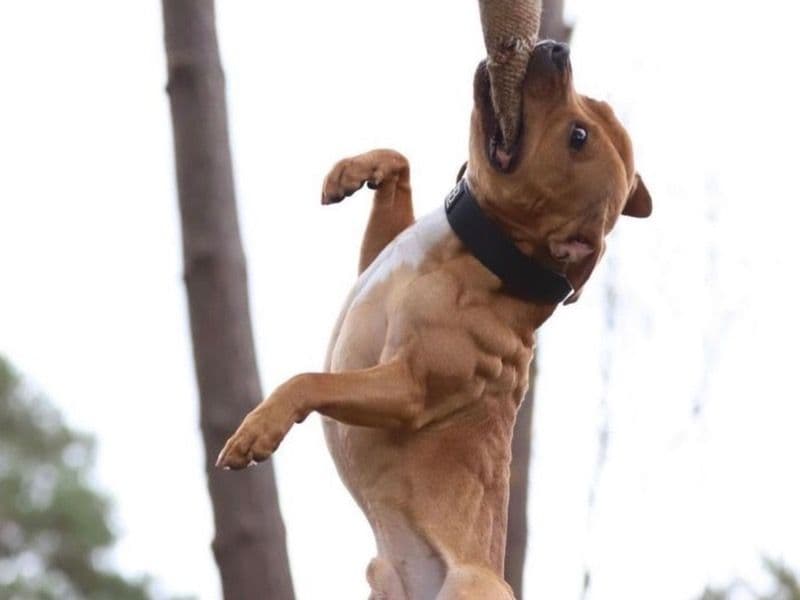 American PitBull Terrier 1 year old male large named Dax for sale in Lincoln County, Kentucky | Petmeetly