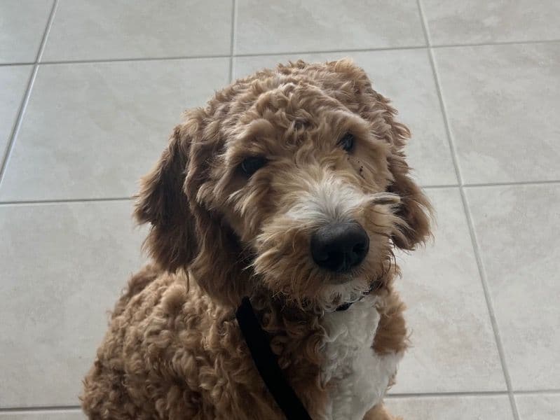 Goldendoodle 1 year 4 months old male medium named Maverick for breeding in Alachua County, Florida | Petmeetly