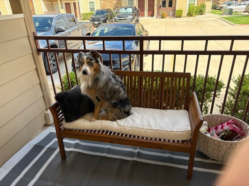 Australian Shepherd 1 year 5 months old male large named Astro for breeding in Williamson County, Texas | Petmeetly