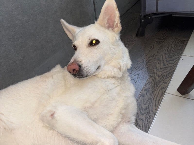 German Shepherd 3 years 8 months old female large named Wynter for breeding in Regional Municipality of Niagara, Ontario | Petmeetly