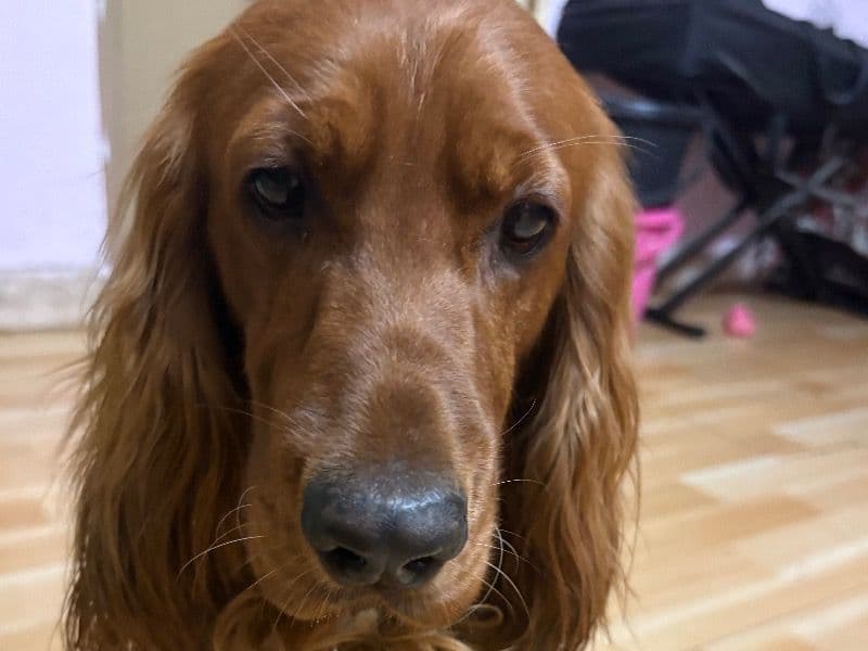 Coco primary photo