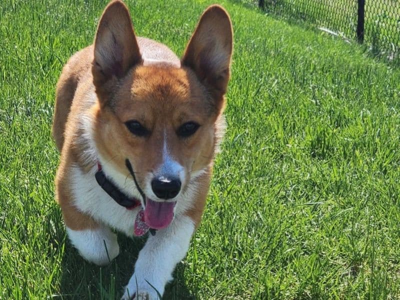 Corgi 1 year 5 months old male medium named Kingsley for breeding in Franklin County, Ohio | Petmeetly