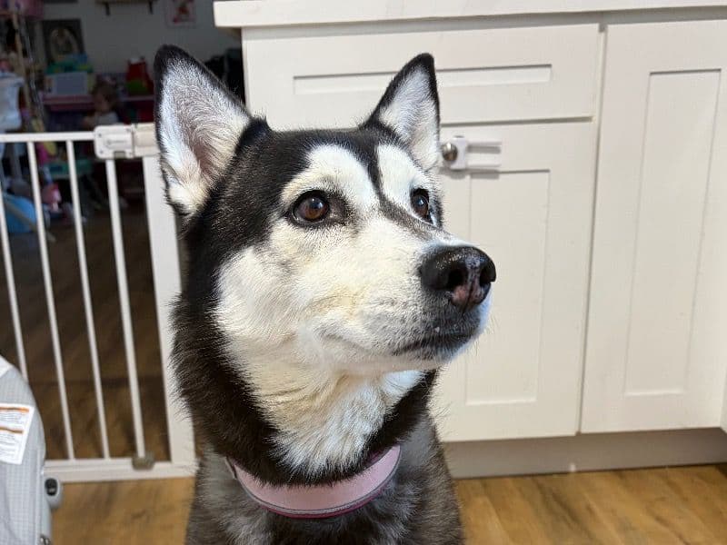 Siberian Husky 6 years 2 months old female medium named Kida for adoption in San Diego County, California | Petmeetly