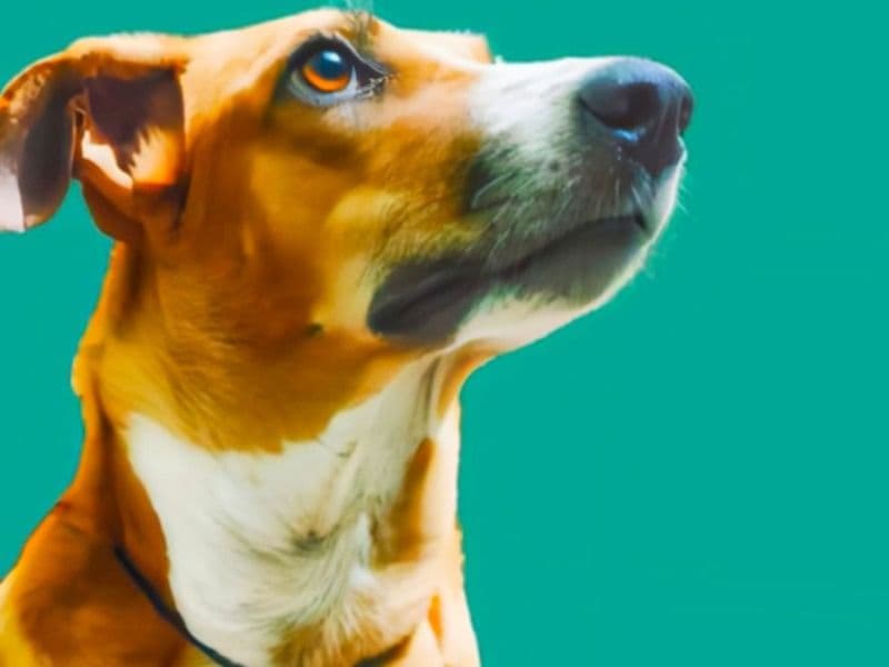 Indian Pariah Dog 3 years 10 months old female medium named Marty for breeding in Tirunelveli, Tamil Nadu | Petmeetly