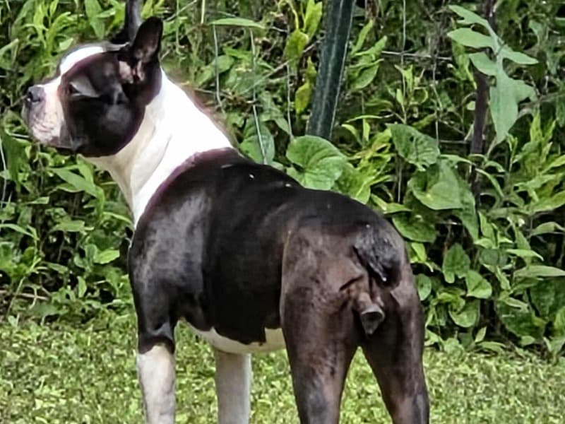 Boston Terrier 1 year 3 months old female small named Lil Bit for breeding in Whitfield County, Georgia | Petmeetly