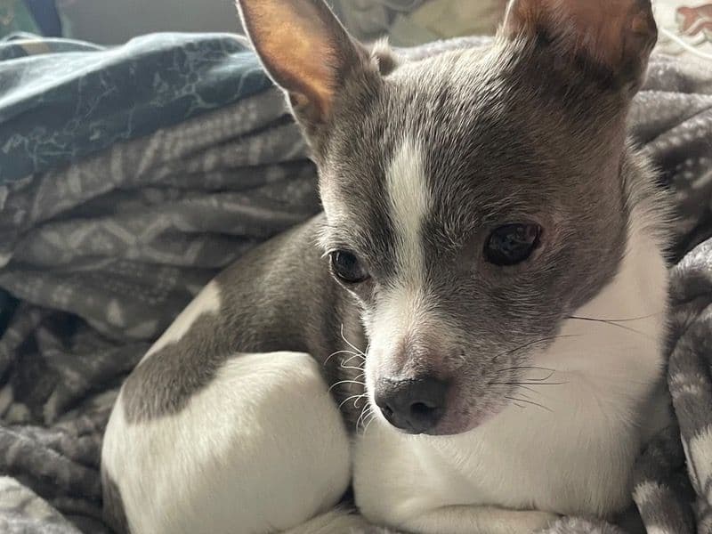 Toby primary photo