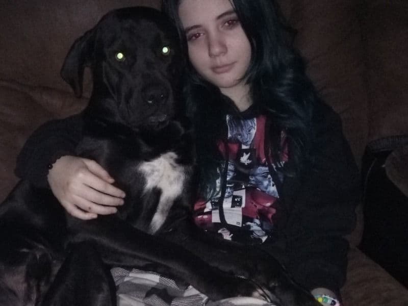 Labrador Retriever 2 years 4 months old male large named Milo for adoption in Seminole County, Oklahoma | Petmeetly