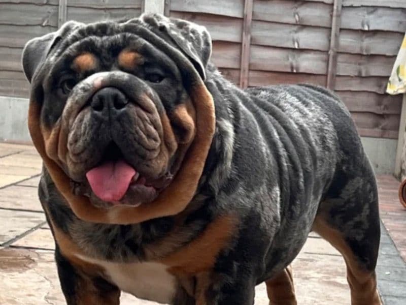 Bulldog 1 year 3 months old male medium named Bleu Bear for breeding in West Midlands, England | Petmeetly