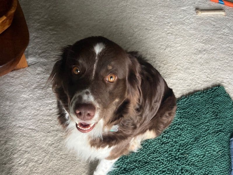 Australian Shepherd 2 years 11 months old female medium named Ashley for breeding in Jefferson County, Kentucky | Petmeetly