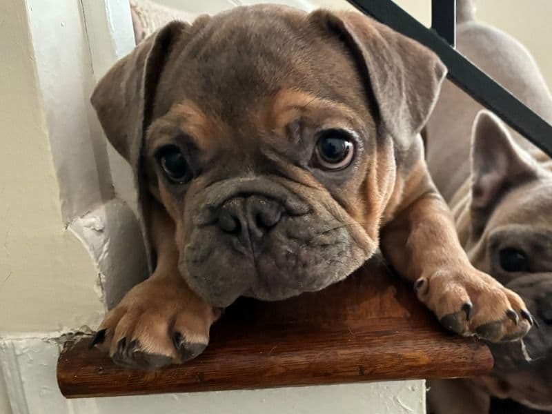 French Bulldog 4 months old male small named Fats for sale in Burlington County, New Jersey | Petmeetly