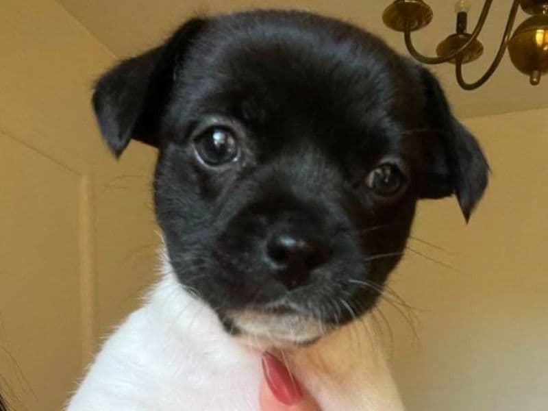 Rat Terrier 2 months old female small named Patches for sale in San Bernardino County, California | Petmeetly