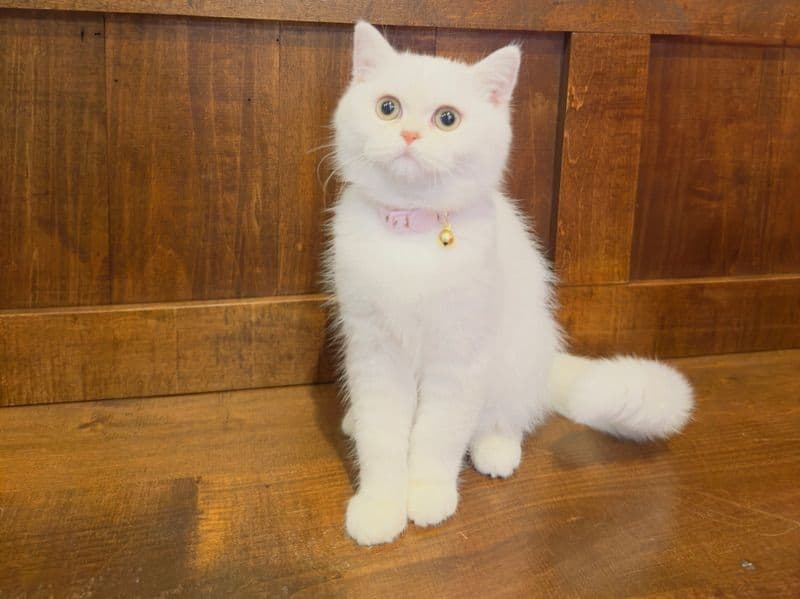 Cotton primary photo