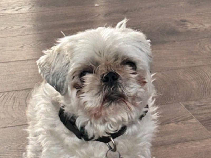 Maltese Shih Tzu 7 years 4 months old male small named Tiger for breeding in Calgary, Alberta | Petmeetly