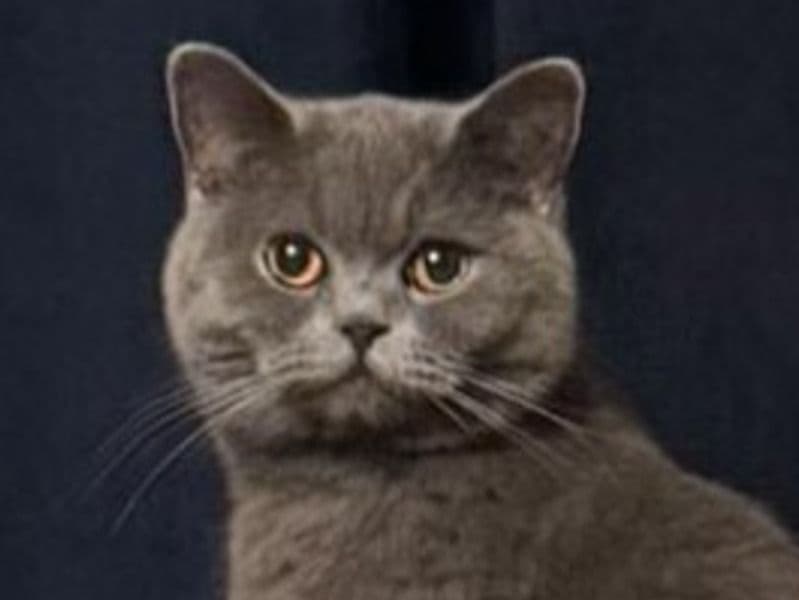 Luna primary photo