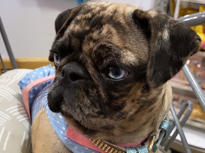 Pug 4 years old female small named Cream for breeding in Miami-Dade County, Florida | Petmeetly