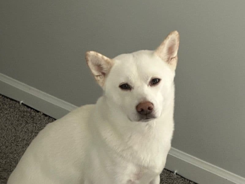 Shiba Inu 4 years old male medium named Koi for adoption in Franklin County, Ohio | Petmeetly