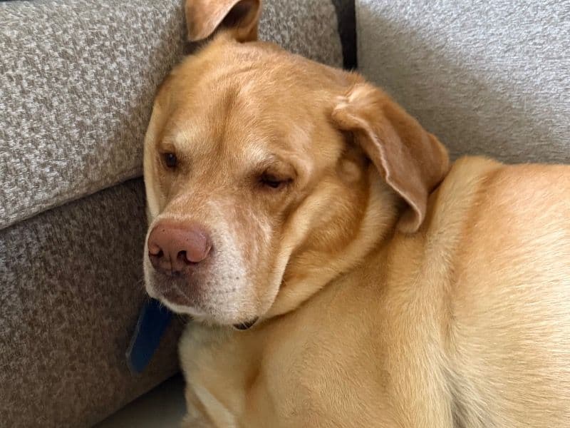 Labrador Retriever 6 years old male large named Captain for breeding in Petlad, Gujarat | Petmeetly