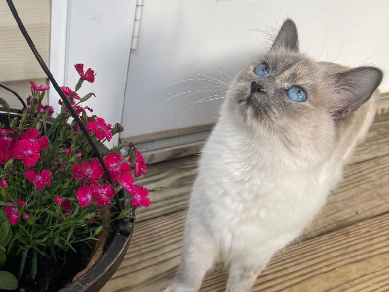 Luna - Ragdoll | Petmeetly