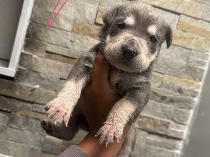 German Rottweiler 2 months old male small named Mix for sale in South Central Connecticut Planning Region, Connecticut | Petmeetly