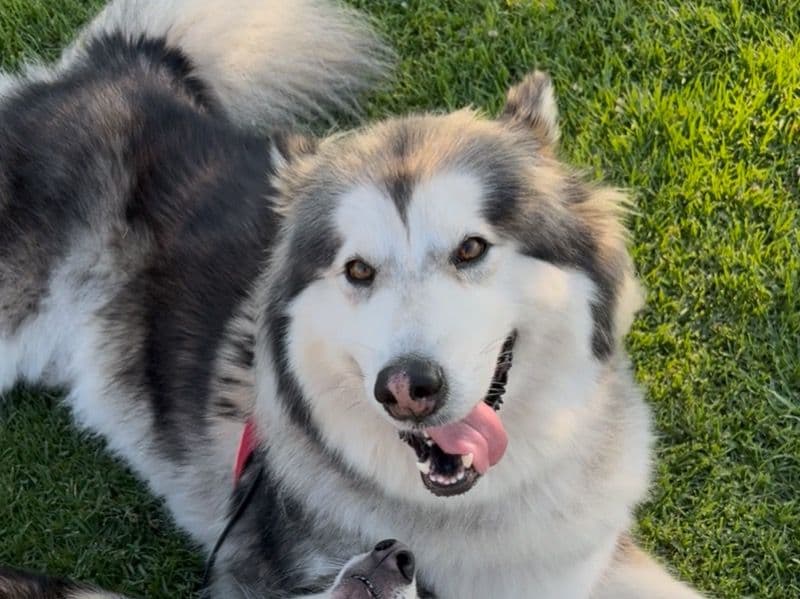 Alaskan Malamute 3 years 5 months old female large named Elfie for breeding in Orange County, California | Petmeetly