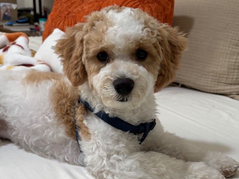Poochon 8 months old male small named Ziggy for breeding in Hillsborough County, Florida | Petmeetly