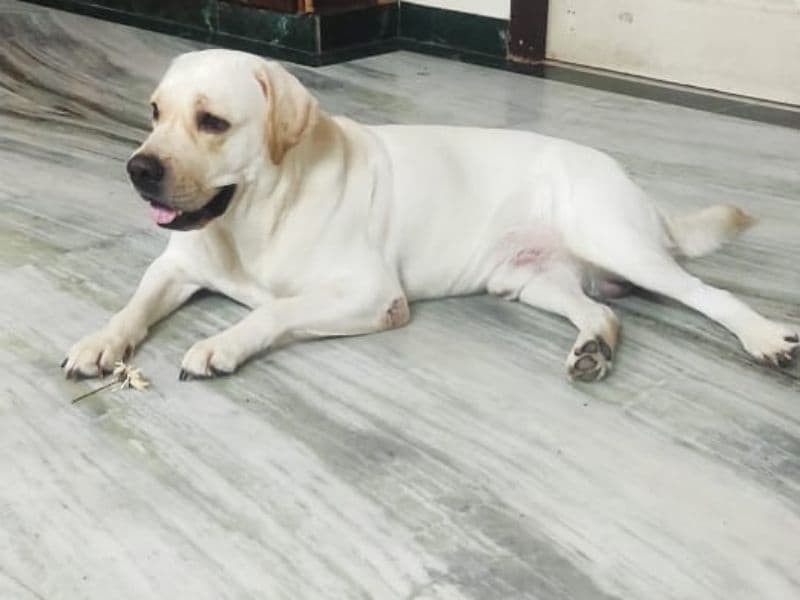 White Labrador Retriever 3 years 5 months old male large named Ceassor for breeding | Petmeetly