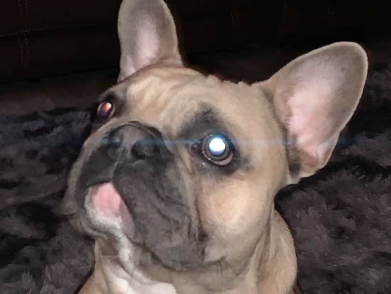 Gizmo primary photo