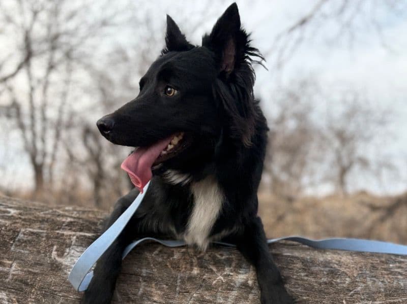Border Collie 1 year 4 months old male medium named Moose for breeding in Madison County, Nebraska | Petmeetly